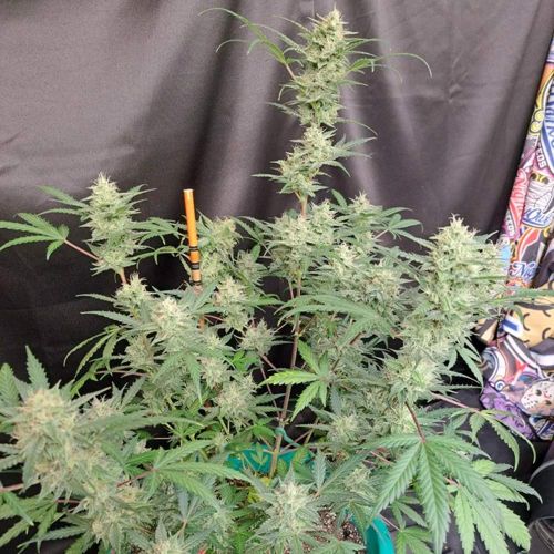 Compton Qoolaid Autoflowering Cannabis Seeds by Night Owl Seeds