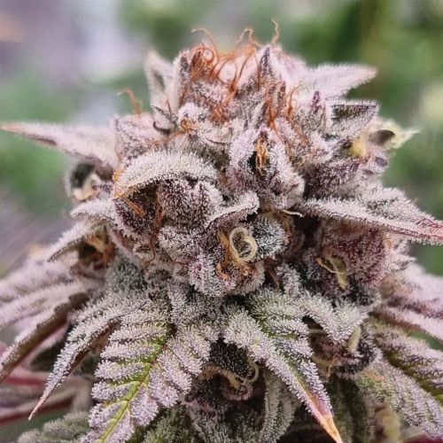 Bloody Oranges Female Cannabis Seeds by Conscious Genetics 
