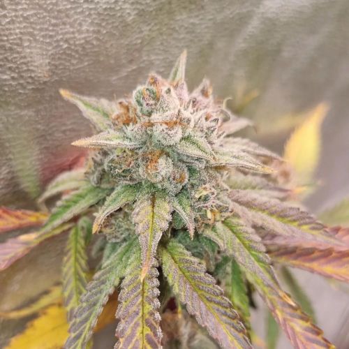Bloody Oranges Female Cannabis Seeds by Conscious Genetics 