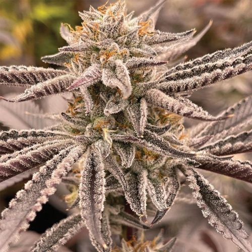 Zapplez Female Weed Seeds by Conscious Genetics 
