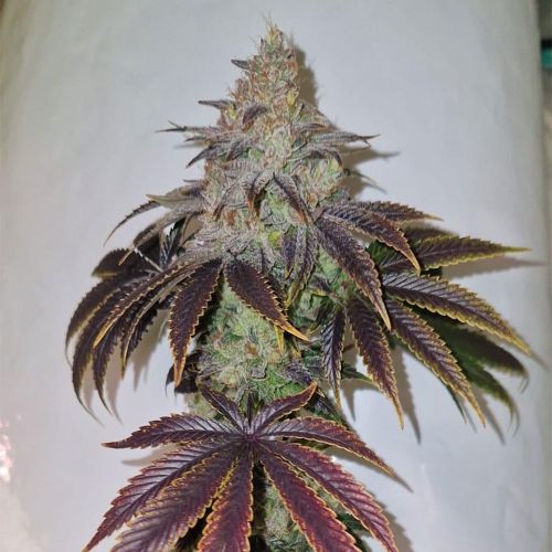 Chakra'z Regular Cannabis Seeds Conscious Genetics