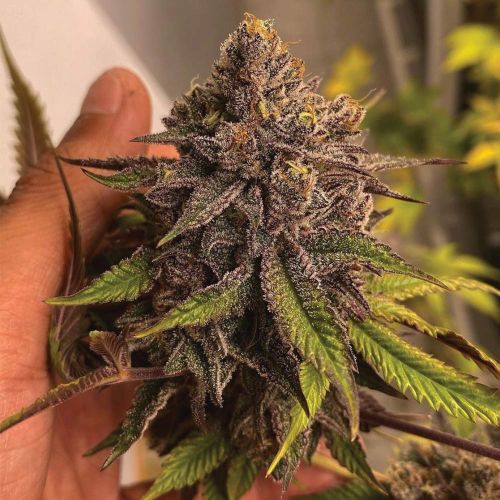 Pink Waferz Female Weed Seeds by Conscious Genetics 