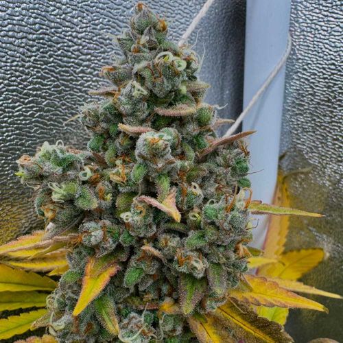 Pink Quavers Feminized Cannabis Seeds Conscious Genetics