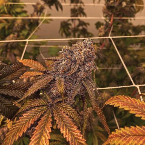 Pink Waferz Female Weed Seeds by Conscious Genetics 