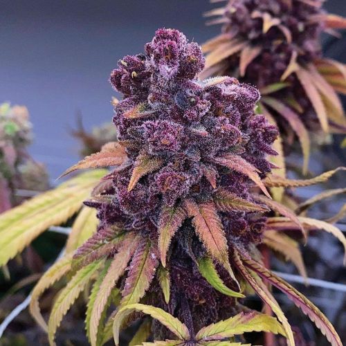 Red Kachina Female Weed Seeds by Conscious Genetics 