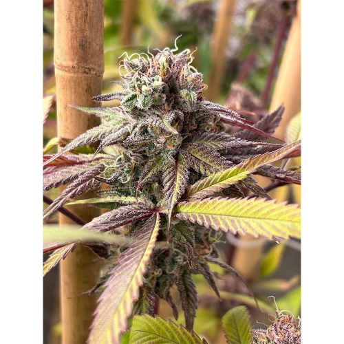 Red Kachina V2 Female Cannabis Seeds by Conscious Genetics 