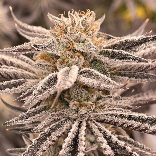 Zapplez Female Weed Seeds by Conscious Genetics 