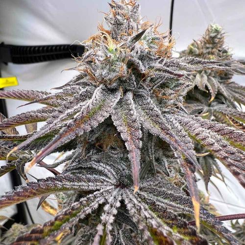 Zapplez 2.0 Feminized Cannabis Seeds Conscious Genetics