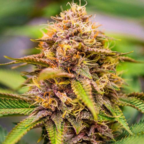 Conscious Kush V3 Female Weed Seeds by Conscious Genetics 