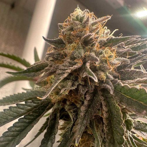 Pink Waferz 2.0 Feminized Cannabis Seeds Conscious Genetics