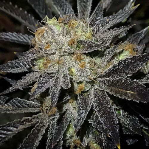 Cookie Fever Regular Cannabis Seeds by True Canna Genetics 
