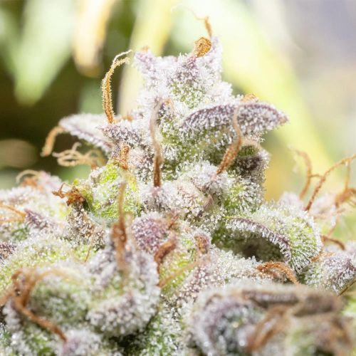 Creme De La Compton F3 Autoflowering Cannabis Seeds by Night Owl Seeds
