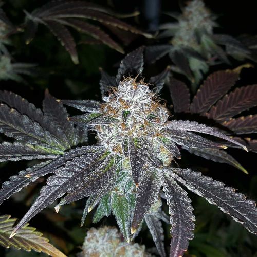 Crimson Cookies Regular Cannabis Seeds by True Canna Genetics