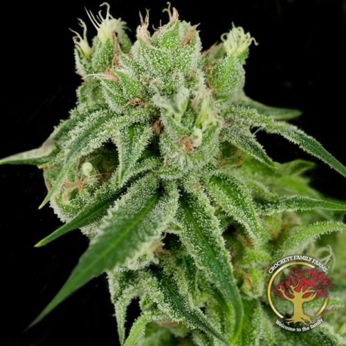 Banana Split Regular Cannabis Seeds by Crockett Family Farms