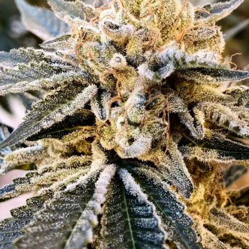 Fuel Truck Auto Cannabis Seeds by Crockett Family Farms