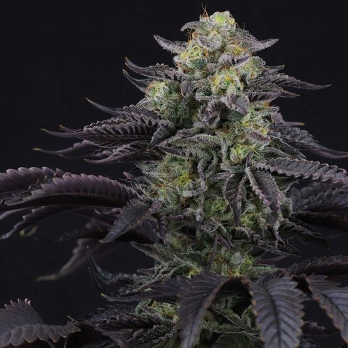 Icee Melt Regular Cannabis Seeds by Crockett Family Farms