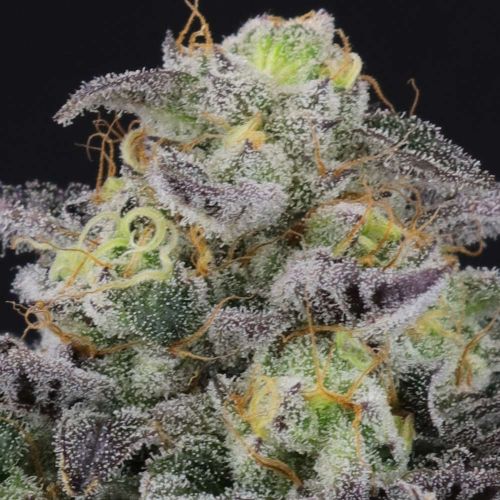 Icee Melt Regular Cannabis Seeds by Crockett Family Farms