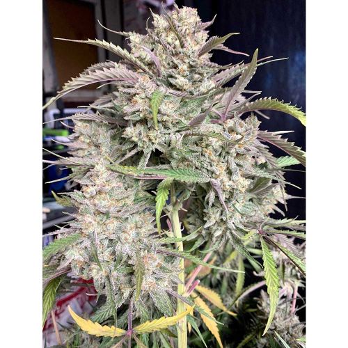 Strawnana Auto Cannabis Seeds by Crockett Family Farms