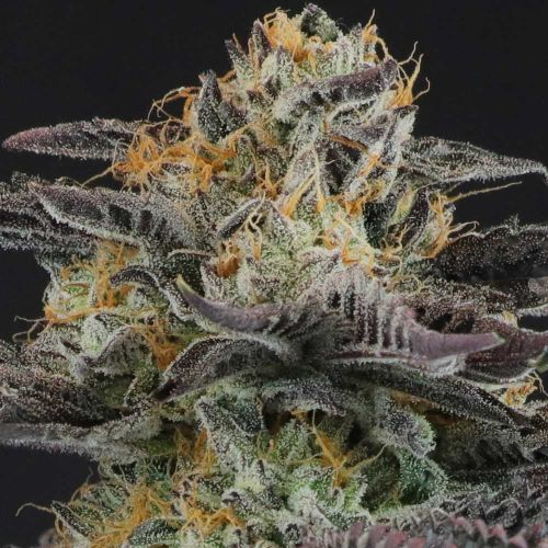 Strawnana Dulce Regular Cannabis Seeds by Crockett Family Farms