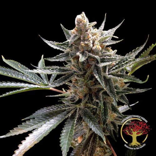 Crockett's Tangie Regular Cannabis Seeds by Crockett Family Farms