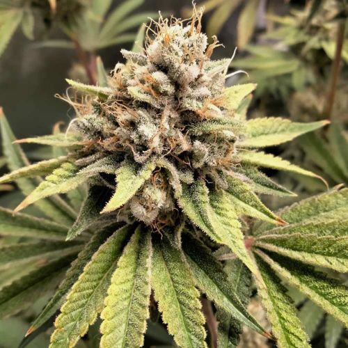 Crumbled Melon Female Weed Seeds by Karma Genetics 