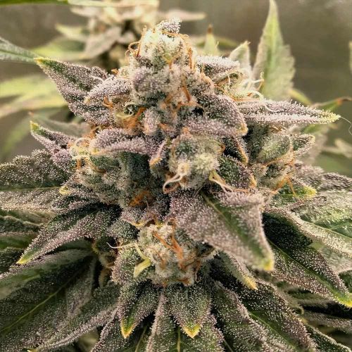 Crumbled Melon Female Weed Seeds by Karma Genetics 