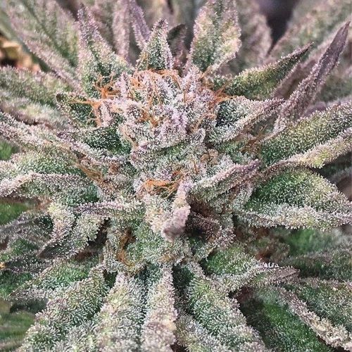 Crypto Regular Cannabis Seeds by Mosca Seeds