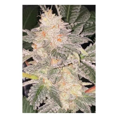 Daddy Kosher Regular Cannabis Seeds By Dankhunters Seeds.CO
