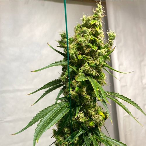 Isaac Haze Regular Cannabis Seeds By Original Dampkring Genetics