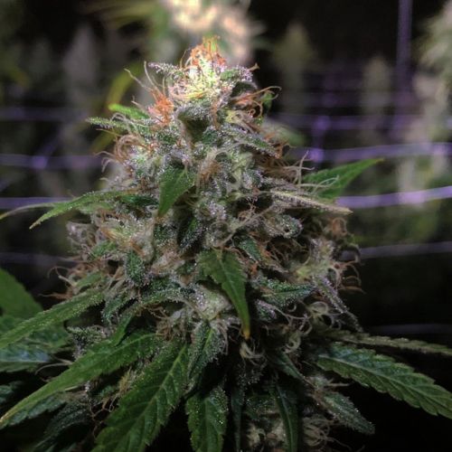 Electric Avenue Regular Cannabis Seeds by Original Dampkring Genetics