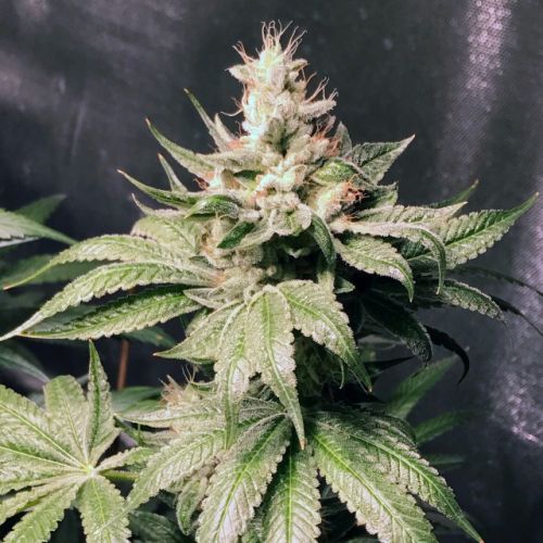 Atomic Sour Female Cannabis Seeds by Dank Genetics
