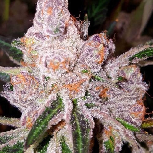 Purple Sunset Female Cannabis Seeds from Dank Genetics