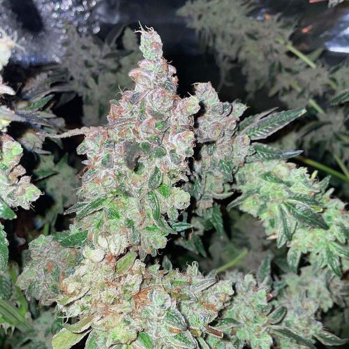 Dank N Later Female Cannabis Seeds by Dank Genetics