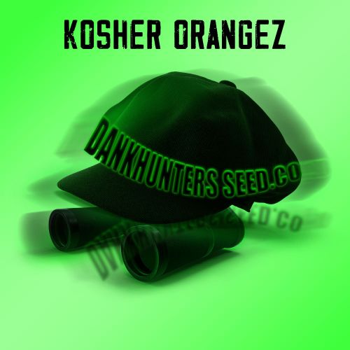 Kosher Orangez Regular Cannabis Seeds By Dankhunters Seeds.CO