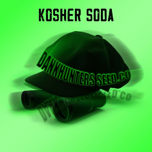  Kosher Soda Regular Cannabis Seeds By Dankhunters Seeds.CO
