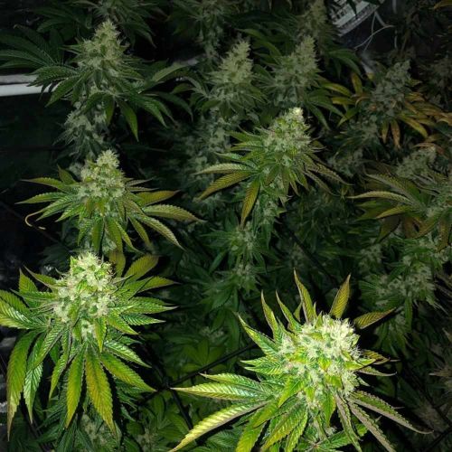 Roid Rage Regular Cannabis Seeds by Dark Horse Genetics