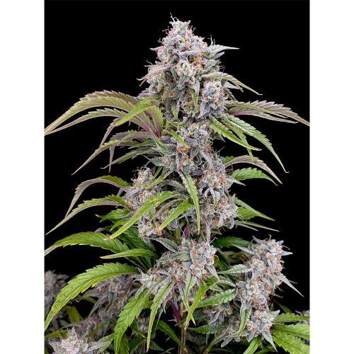 Amulet OG Auto Cannabis Seeds by Dark Owl Seeds