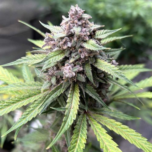 Midnight Marathon Auto Cannabis Seeds by Dark Owl Seeds