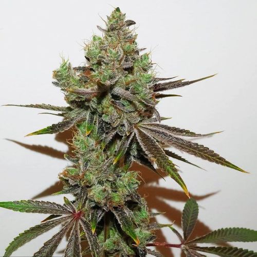 Dark Shadow Haze Regular Cannabis Seeds by Rare Dankness