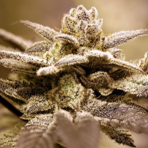 Dark Shadow Haze Regular Cannabis Seeds by Rare Dankness