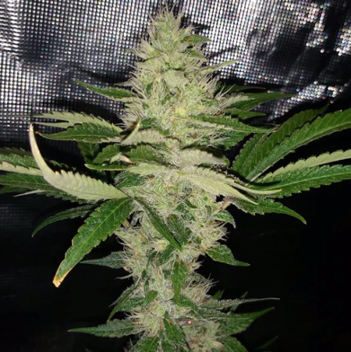 Cry Baby Regular Cannabis Seeds by Dark Horse Genetics