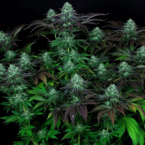 DarkStar Kush Regular Cannabis Seeds by T.H.Seeds