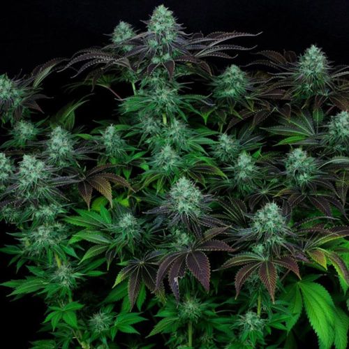 DarkStar Kush Regular Cannabis Seeds by T.H.Seeds