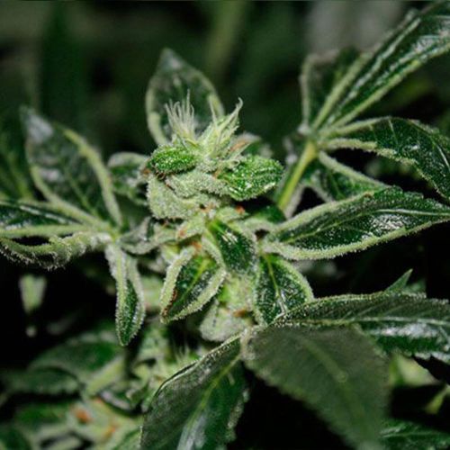 DarkStar Kush Regular Cannabis Seeds by T.H.Seeds