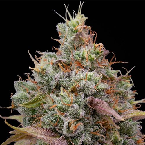 Designer Sherb Female Weed Seeds by Grounded Genetics 