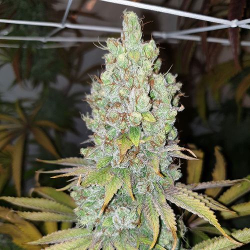Di Frutti Female Cannabis Seeds by Karma Genetics