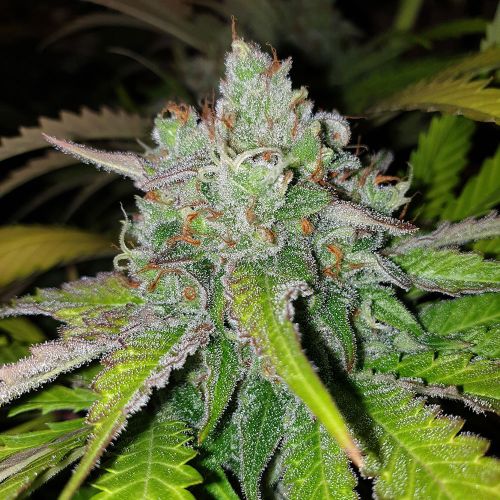 Di Frutti Female Cannabis Seeds by Karma Genetics