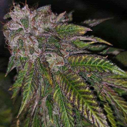 Dirty Kuntz Female Cannabis Seeds by Pheno Finders Seeds
