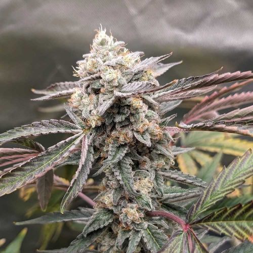 Divinations Autoflowering Cannabis Seeds by Night Owl Seeds
