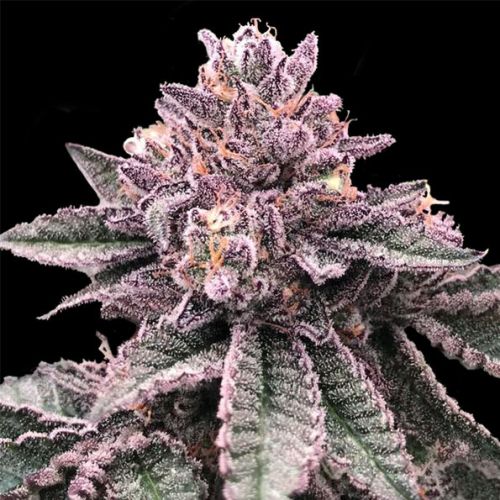 DNA Cake Female Weed Seeds By DNA Genetics